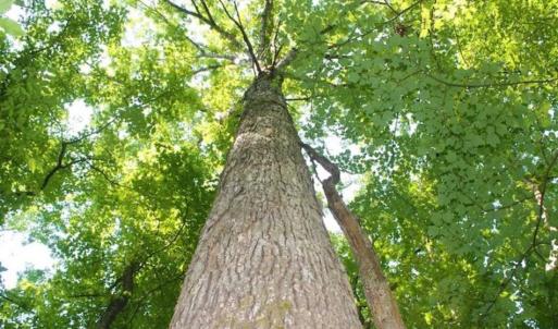 Photo of UNDER CONTRACT!!  43.18 Acres of Residential and Recreational Land in Cumberland County VA!