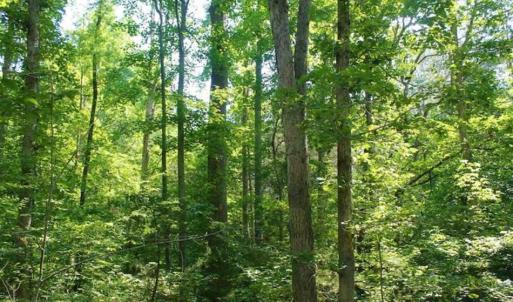 Photo of UNDER CONTRACT!!  43.18 Acres of Residential and Recreational Land in Cumberland County VA!