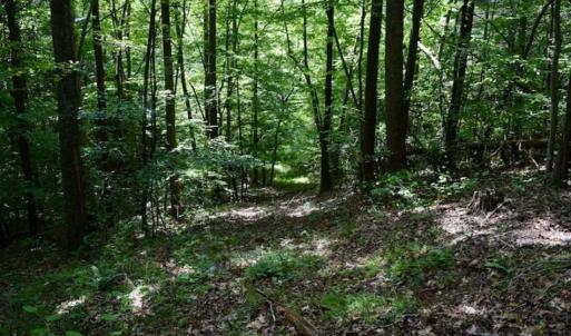 Photo of UNDER CONTRACT!!  156 Acres of Hunting and Recreation Land for Sale in Franklin County VA!