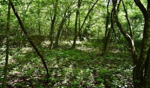Photo of UNDER CONTRACT!!  156 Acres of Hunting and Recreation Land for Sale in Franklin County VA!