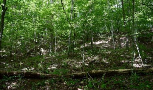 Photo of UNDER CONTRACT!!  156 Acres of Hunting and Recreation Land for Sale in Franklin County VA!