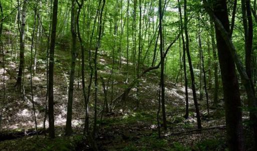 Photo of UNDER CONTRACT!!  156 Acres of Hunting and Recreation Land for Sale in Franklin County VA!
