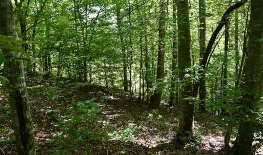 Photo of UNDER CONTRACT!!  156 Acres of Hunting and Recreation Land for Sale in Franklin County VA!
