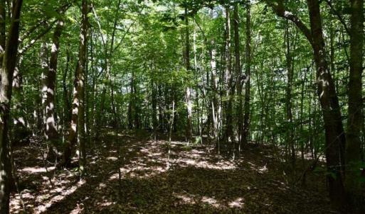 Photo of UNDER CONTRACT!!  156 Acres of Hunting and Recreation Land for Sale in Franklin County VA!