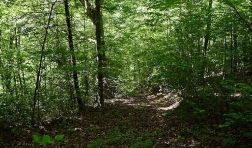 Photo of UNDER CONTRACT!!  156 Acres of Hunting and Recreation Land for Sale in Franklin County VA!