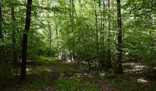 Photo of UNDER CONTRACT!!  156 Acres of Hunting and Recreation Land for Sale in Franklin County VA!