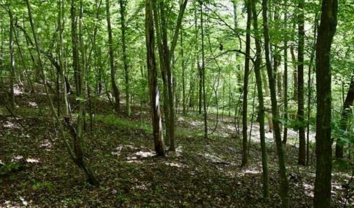 Photo of UNDER CONTRACT!!  156 Acres of Hunting and Recreation Land for Sale in Franklin County VA!