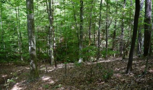 Photo of UNDER CONTRACT!!  156 Acres of Hunting and Recreation Land for Sale in Franklin County VA!