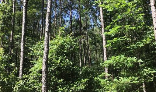 Photo of SOLD!!  55.56 Acres of Residential Equestrian and Hunting Land in Moore County NC!