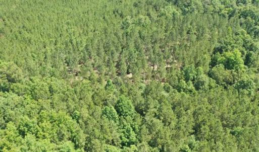 Photo of SOLD!!  55.56 Acres of Residential Equestrian and Hunting Land in Moore County NC!