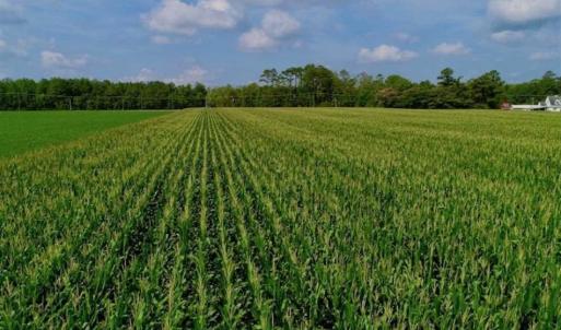 Photo of UNDER CONTRACT!!  98 Acres of Waterfront Farm and Development Land in Currituck County NC!