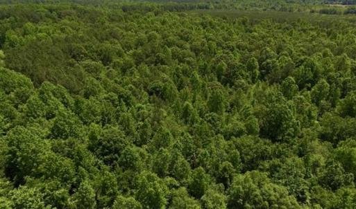 Photo of SOLD!!  37.3 Ac of Hunting and Recreational Land For Sale in Lunenburg County VA!