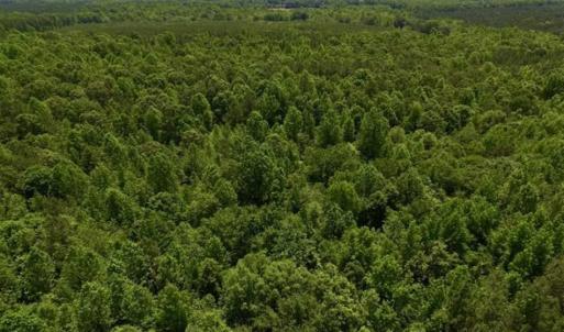 Photo of SOLD!!  37.3 Ac of Hunting and Recreational Land For Sale in Lunenburg County VA!