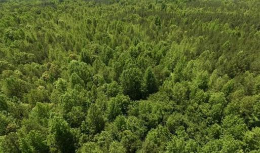 Photo of SOLD!!  37.3 Ac of Hunting and Recreational Land For Sale in Lunenburg County VA!