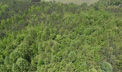 Photo of SOLD!!  37.3 Ac of Hunting and Recreational Land For Sale in Lunenburg County VA!