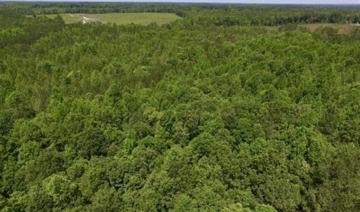 Photo of SOLD!!  37.3 Ac of Hunting and Recreational Land For Sale in Lunenburg County VA!