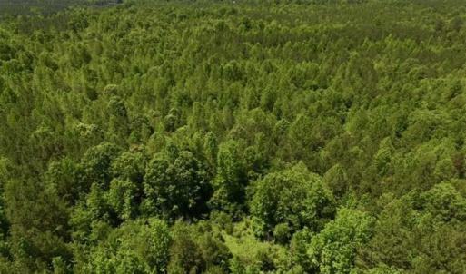 Photo of SOLD!!  37.3 Ac of Hunting and Recreational Land For Sale in Lunenburg County VA!
