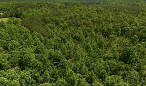 Photo of SOLD!!  37.3 Ac of Hunting and Recreational Land For Sale in Lunenburg County VA!
