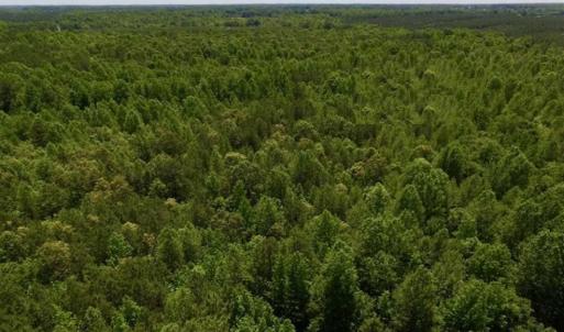 Photo of SOLD!!  37.3 Ac of Hunting and Recreational Land For Sale in Lunenburg County VA!