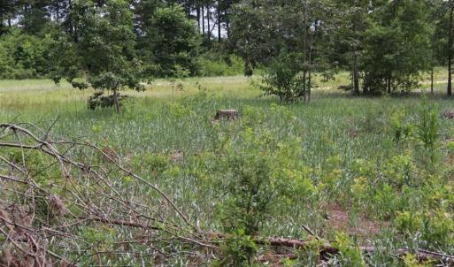 Photo of SOLD!!  22.06 Ac of Residential and Timber Land For Sale In Cumberland County NC!