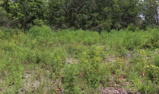 Photo of SOLD!!  22.06 Ac of Residential and Timber Land For Sale In Cumberland County NC!