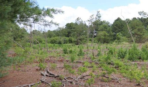 Photo of SOLD!!  22.06 Ac of Residential and Timber Land For Sale In Cumberland County NC!