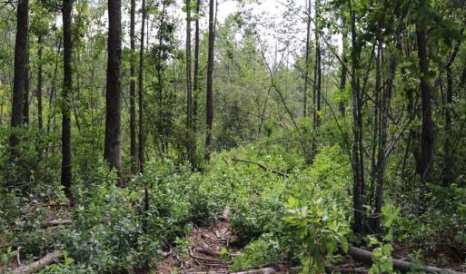 Photo of SOLD!!  22.06 Ac of Residential and Timber Land For Sale In Cumberland County NC!