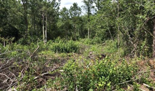 Photo of SOLD!!  22.06 Ac of Residential and Timber Land For Sale In Cumberland County NC!