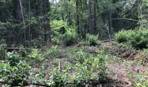 Photo of SOLD!!  22.06 Ac of Residential and Timber Land For Sale In Cumberland County NC!