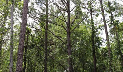 Photo of SOLD!!  22.06 Ac of Residential and Timber Land For Sale In Cumberland County NC!