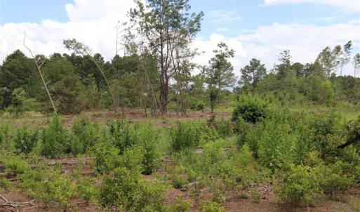 Photo of SOLD!!  22.06 Ac of Residential and Timber Land For Sale In Cumberland County NC!