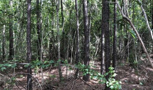 Photo of SOLD!!  22.06 Ac of Residential and Timber Land For Sale In Cumberland County NC!
