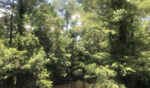 Photo of SOLD!!  162 Acres of Timber and Hunting Land For Sale in Dillion County SC!