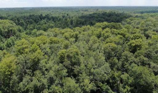 Photo of SOLD!!  162 Acres of Timber and Hunting Land For Sale in Dillion County SC!