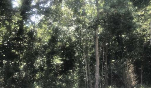 Photo of SOLD!!  162 Acres of Timber and Hunting Land For Sale in Dillion County SC!