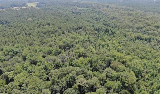 Photo of SOLD!!  162 Acres of Timber and Hunting Land For Sale in Dillion County SC!