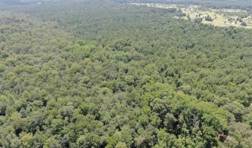 Photo of SOLD!!  162 Acres of Timber and Hunting Land For Sale in Dillion County SC!