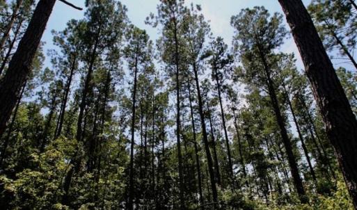 Photo of SOLD!!  Hunting Cabin with 10 Acres For Sale in Martin County NC!