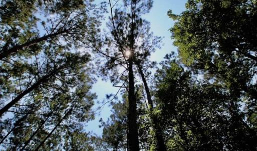 Photo of SOLD!!  Hunting Cabin with 10 Acres For Sale in Martin County NC!