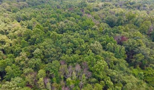 Photo of SOLD!!  13.38 Acres of Riverfront Timber and Hunting Land For Sale in Wayne County NC!