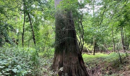 Photo of SOLD!!  13.38 Acres of Riverfront Timber and Hunting Land For Sale in Wayne County NC!