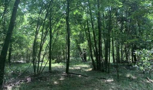 Photo of SOLD!!  13.38 Acres of Riverfront Timber and Hunting Land For Sale in Wayne County NC!