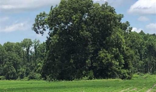 Photo of SOLD!!  38 Acres of Farm and Hunting Land For Sale in Robeson County NC!