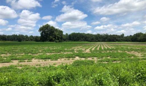 Photo of SOLD!!  38 Acres of Farm and Hunting Land For Sale in Robeson County NC!
