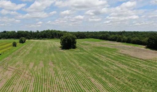 Photo of SOLD!!  38 Acres of Farm and Hunting Land For Sale in Robeson County NC!
