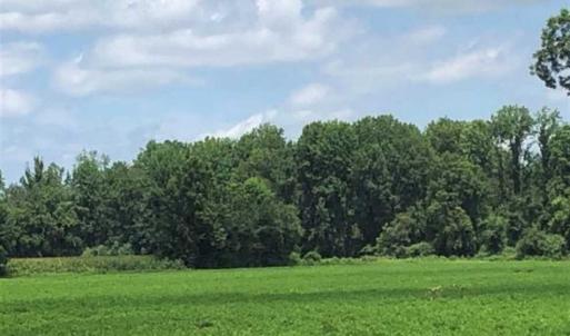 Photo of SOLD!!  38 Acres of Farm and Hunting Land For Sale in Robeson County NC!