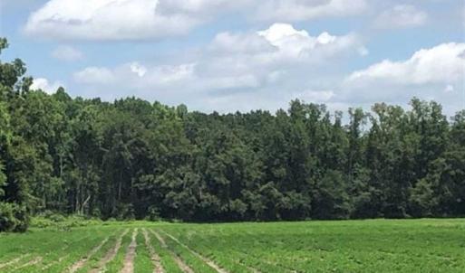 Photo of SOLD!!  38 Acres of Farm and Hunting Land For Sale in Robeson County NC!