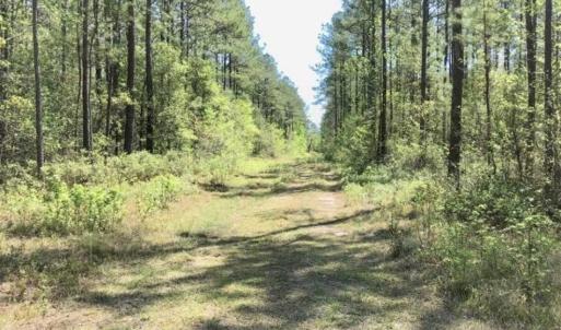 Photo of SOLD!!  138.71 Ac of Hunting and Timber Land For Sale in Brunswick County NC!