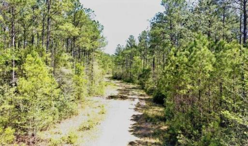 Photo of SOLD!!  138.71 Ac of Hunting and Timber Land For Sale in Brunswick County NC!