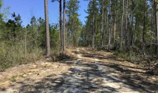 Photo of SOLD!!  138.71 Ac of Hunting and Timber Land For Sale in Brunswick County NC!